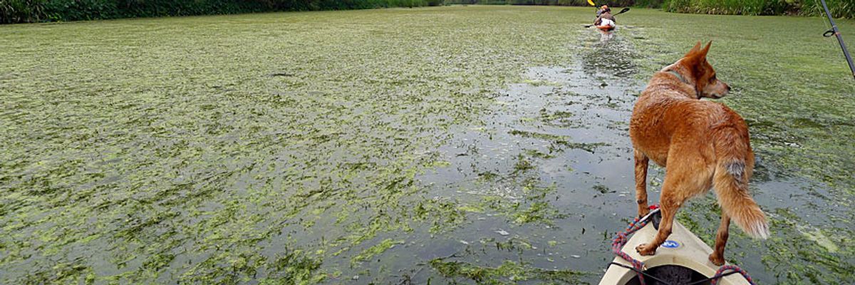 Winged Warnings: Scrambling birds' brains