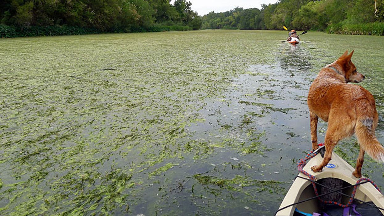 Winged Warnings: Scrambling birds' brains