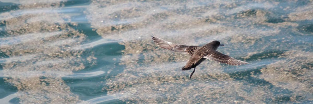 Winged Warnings: A perilous journey