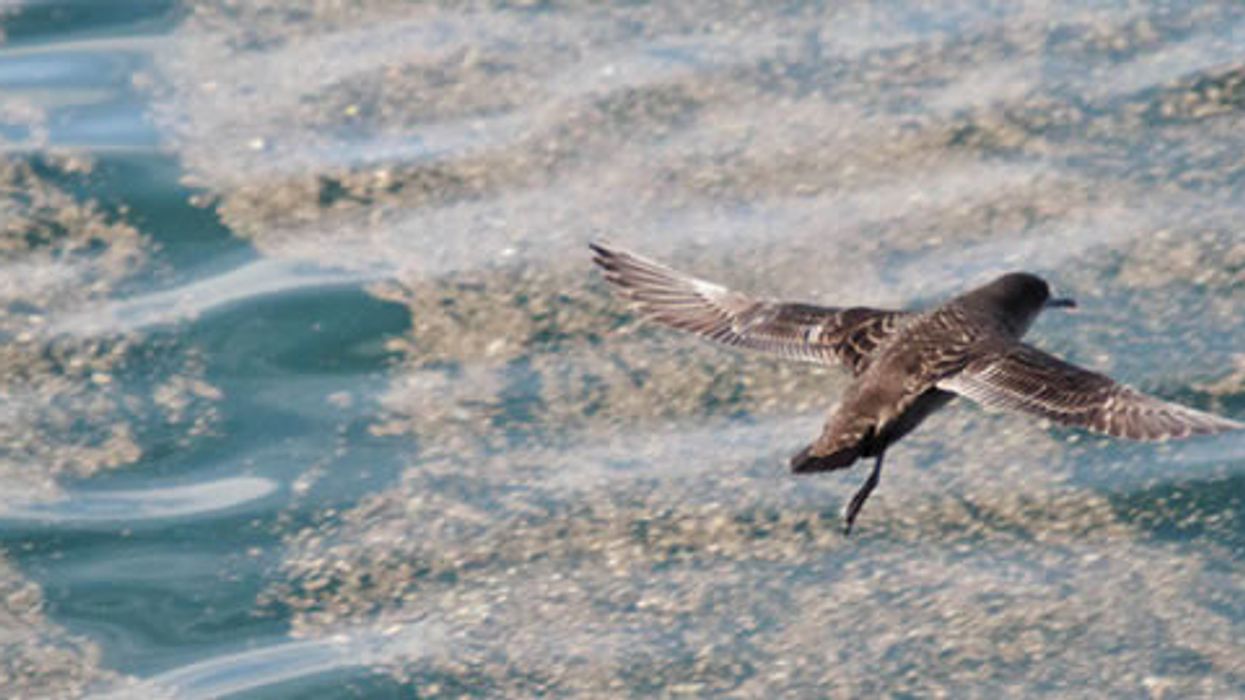 Winged Warnings: A perilous journey