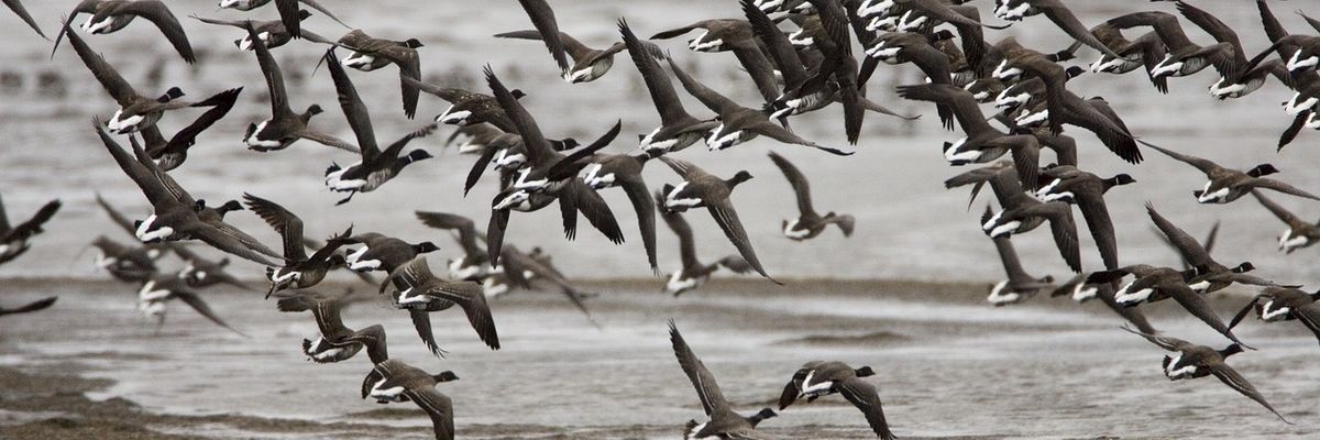 Good for the gander? As Alaska warms, a goose forgoes a 3,300mile migration