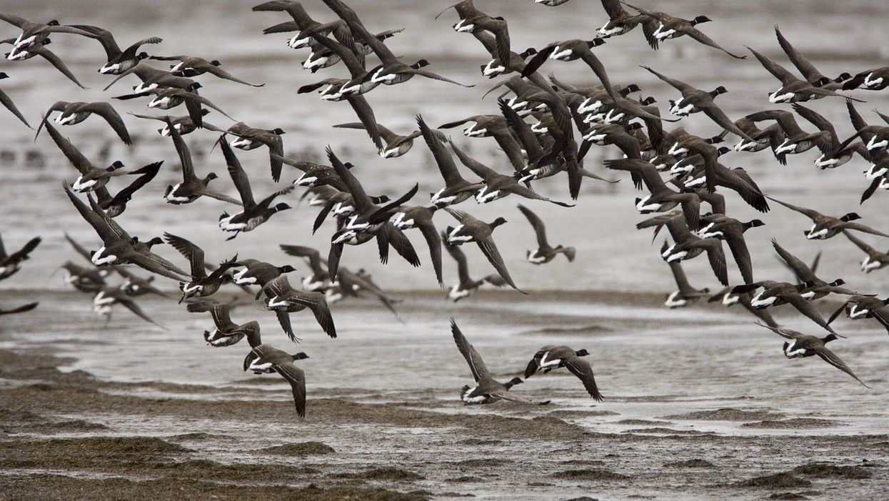 Good for the gander? As Alaska warms, a goose forgoes a 3,300mile migration