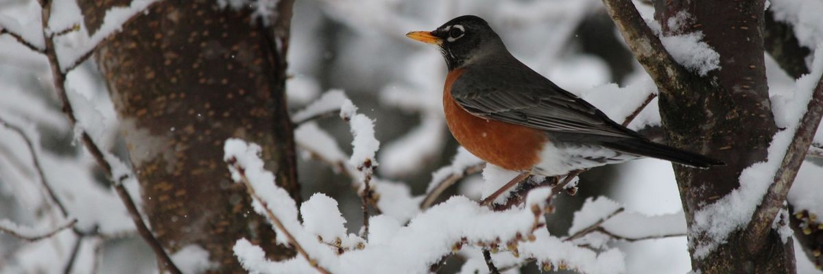Songbirds dying from DDT in Michigan yards; Superfund site blamed