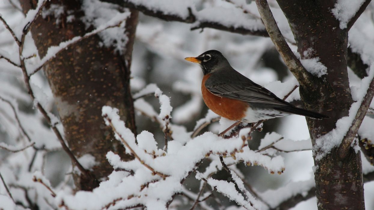 Songbirds dying from DDT in Michigan yards; Superfund site blamed