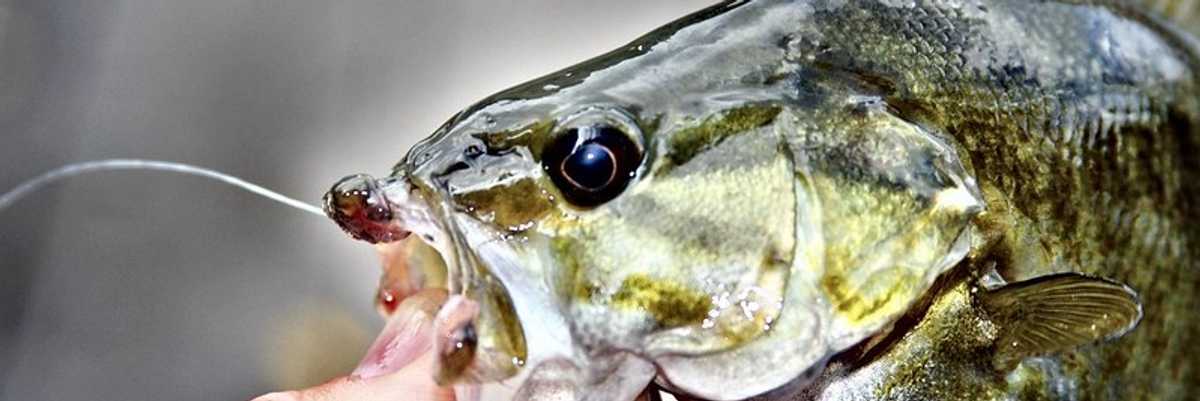 Hormone-mimickers widespread in Great Lakes region wastewater, waterways and fish