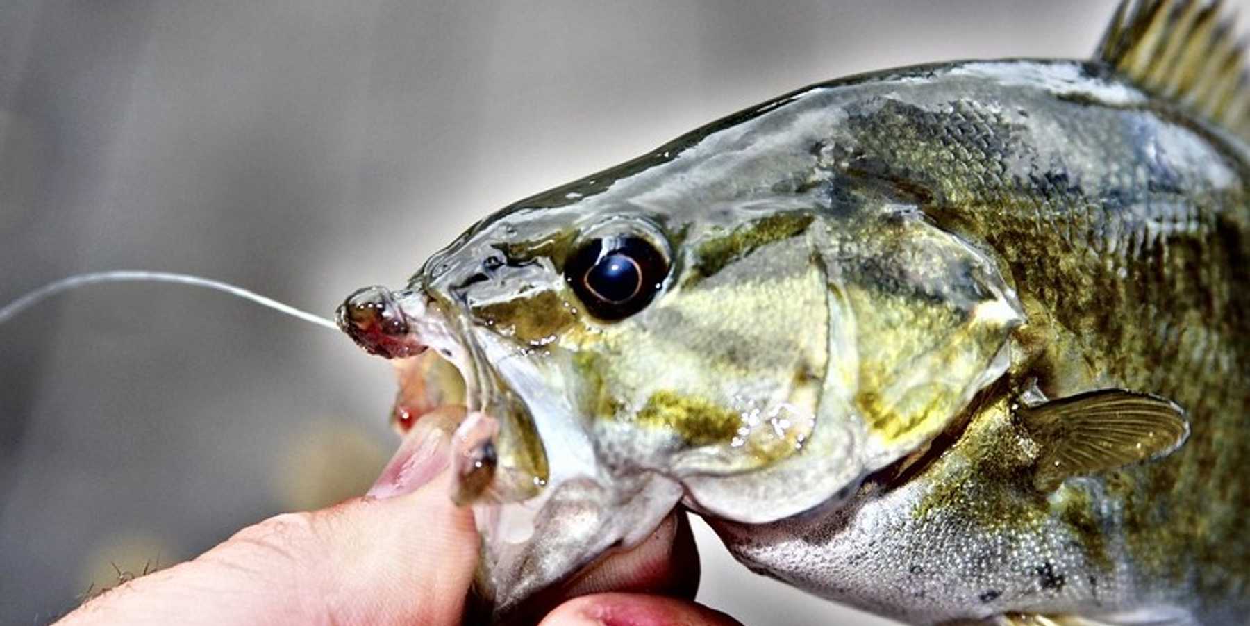Hormone-mimickers widespread in Great Lakes region wastewater, waterways and fish
