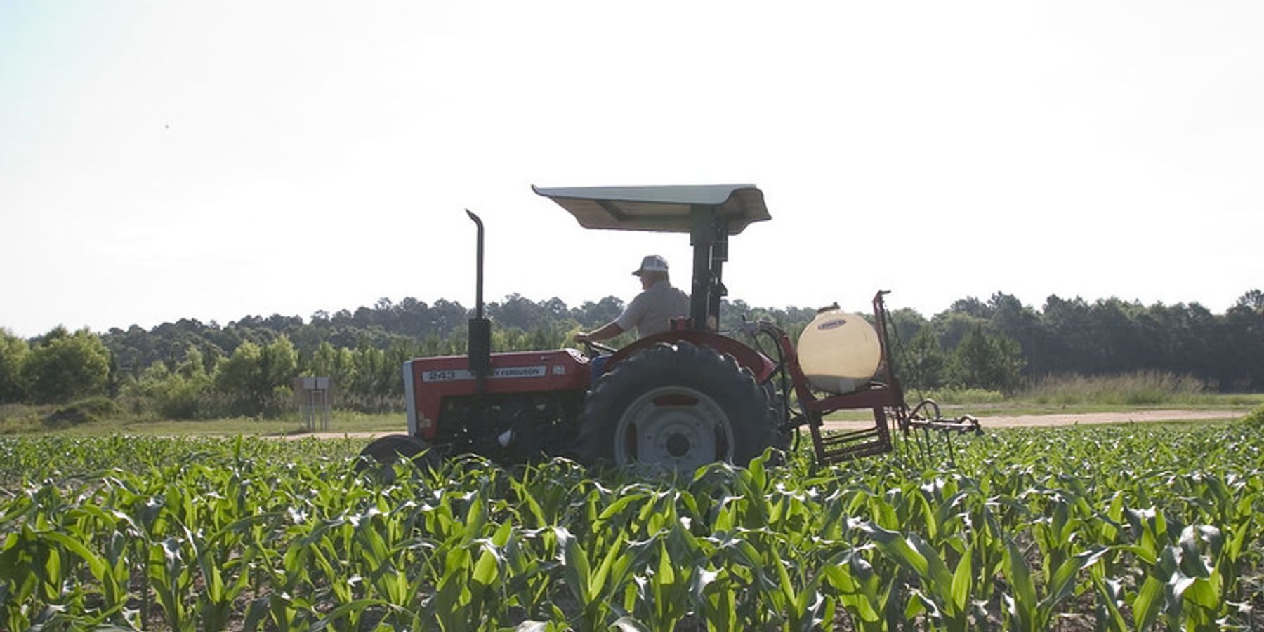 Frogs feminized, but atrazine's effects on people uncertain.