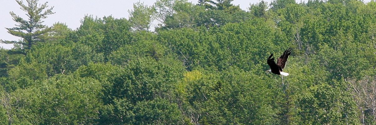 Michigan’s bald eagles full of flame retardants