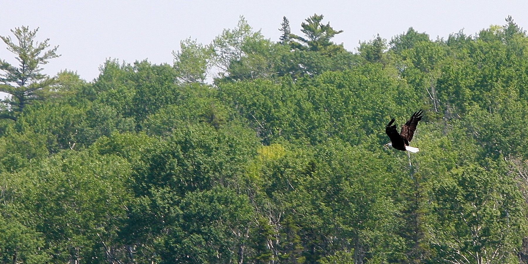 Michigan’s bald eagles full of flame retardants