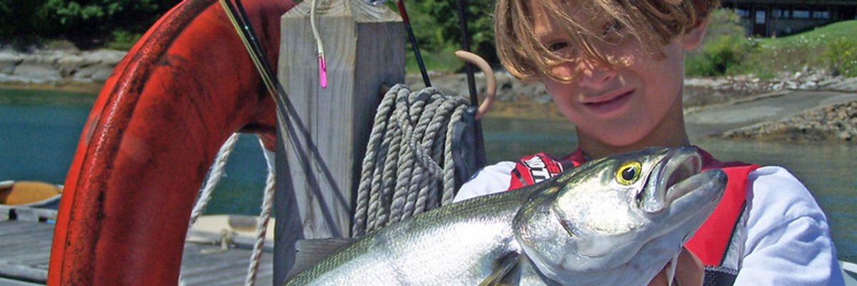 Success story: Cleaner bluefish show effectiveness of US coal regulations, study says