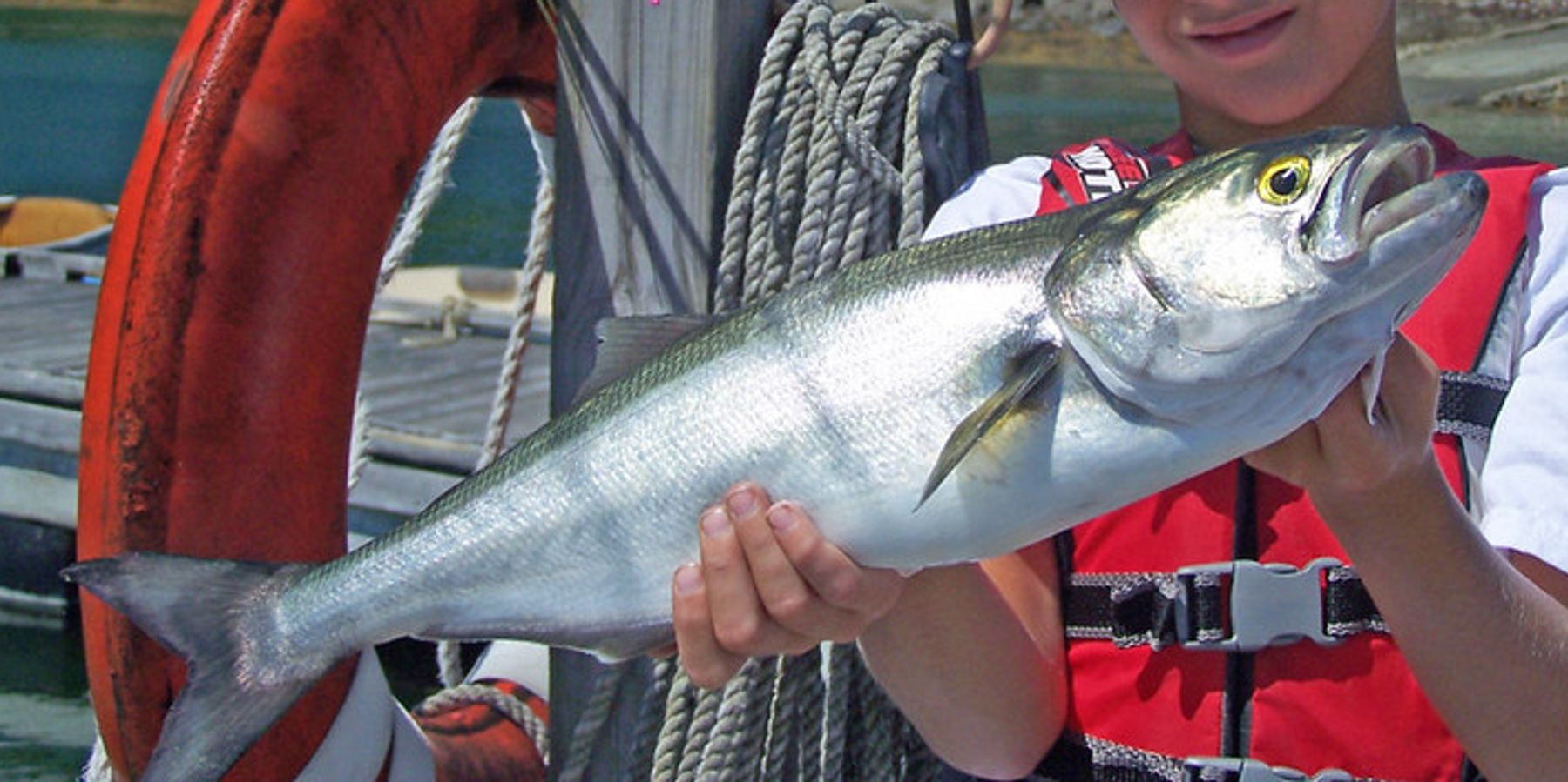 Success story: Cleaner bluefish show effectiveness of US coal regulations, study says