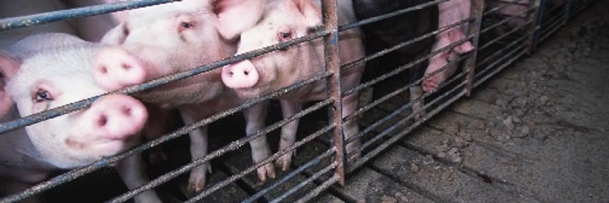 Carbon dioxide may worsen hog farmworkers’ breathing problems.