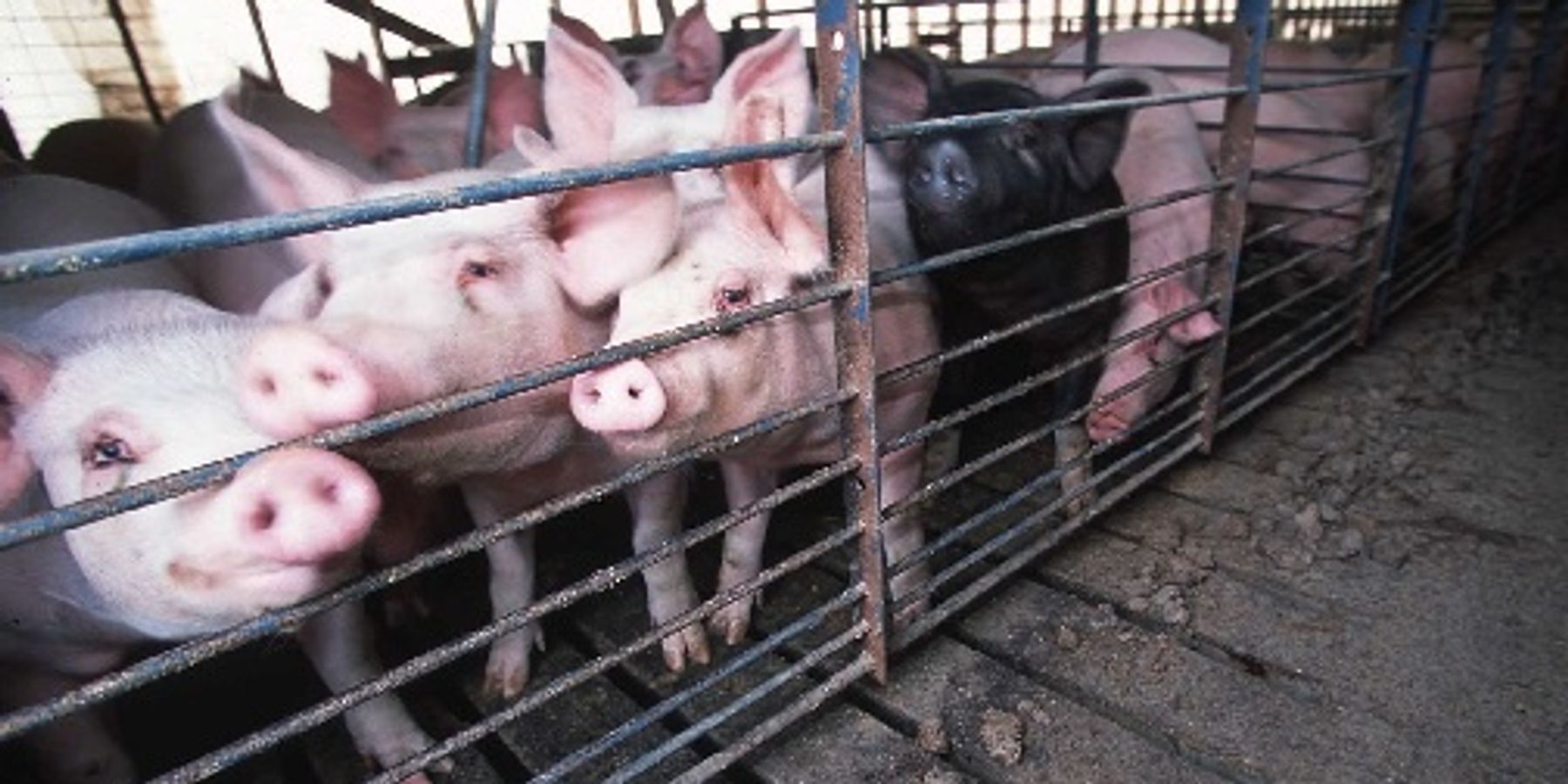 Carbon dioxide may worsen hog farmworkers’ breathing problems.
