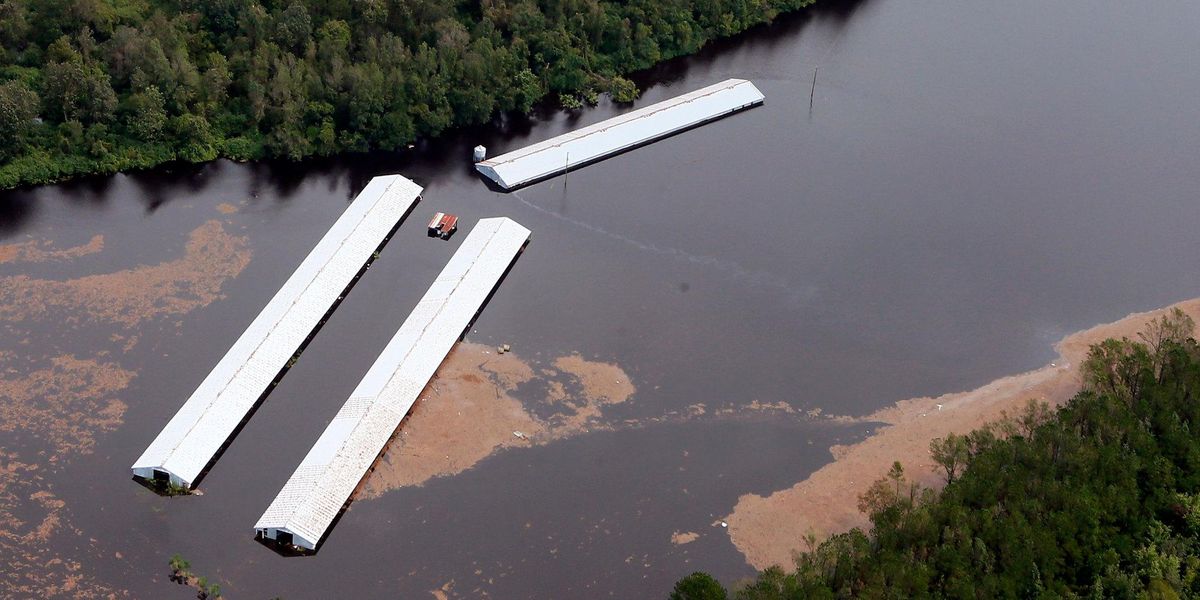 Hurricane season spurs hog waste worries in North Carolina