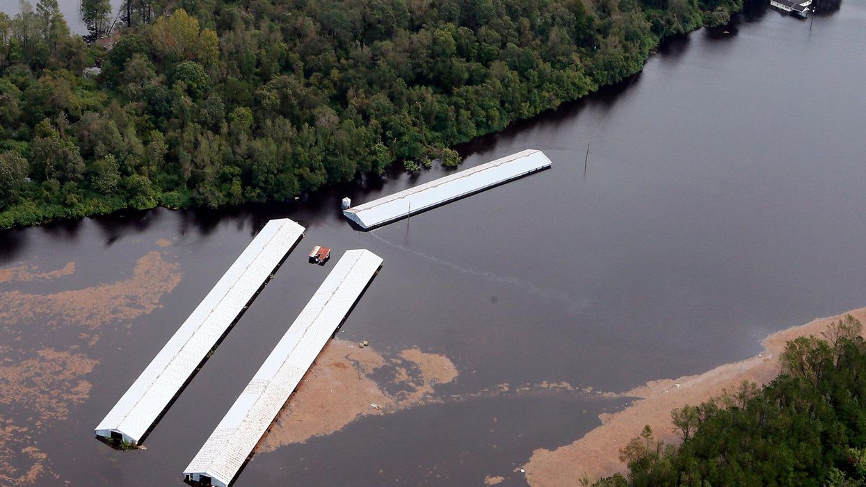 Hurricane season spurs hog waste worries in North Carolina
