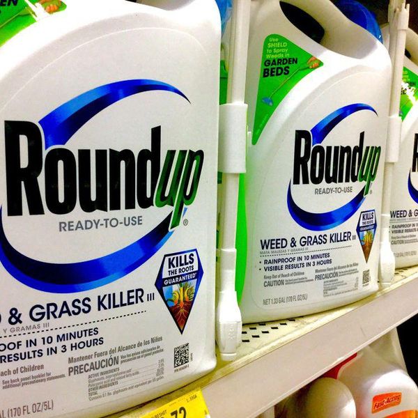 Appeals court rejects Bayer’s bid to overturn Roundup trial loss, slams company for 'reckless disregard' for consumer safety
