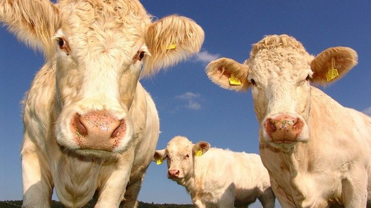 Academics' climate impact studies influenced by meat and dairy funding