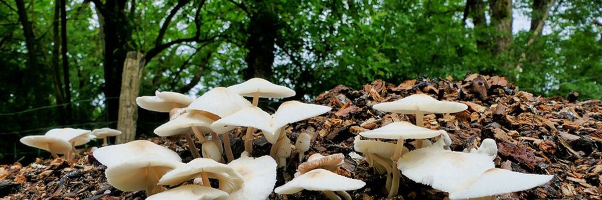 Unlocking soil's carbon storage potential through fungi