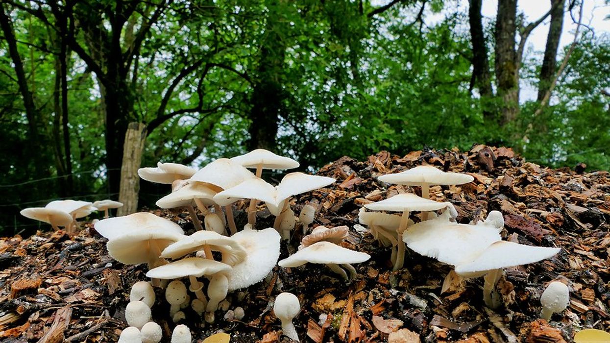 Unlocking soil's carbon storage potential through fungi