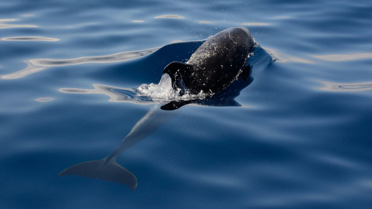 Oceans hit unprecedented warmth as concerns mount among scientists