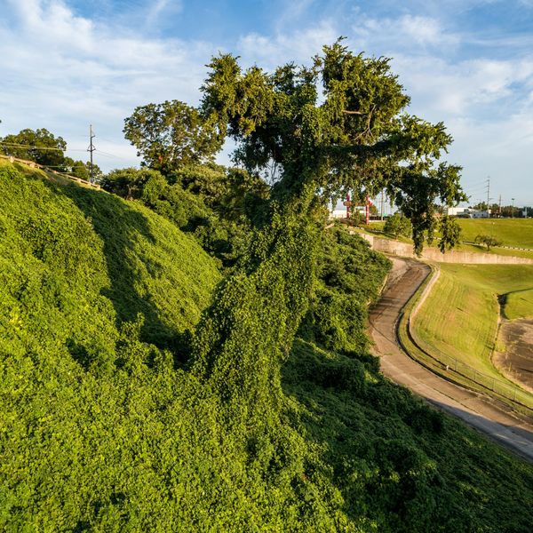 Kudzu finds its place in the kitchen