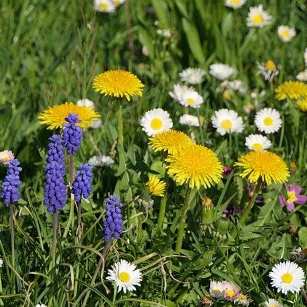 Rewriting the narrative on native plants