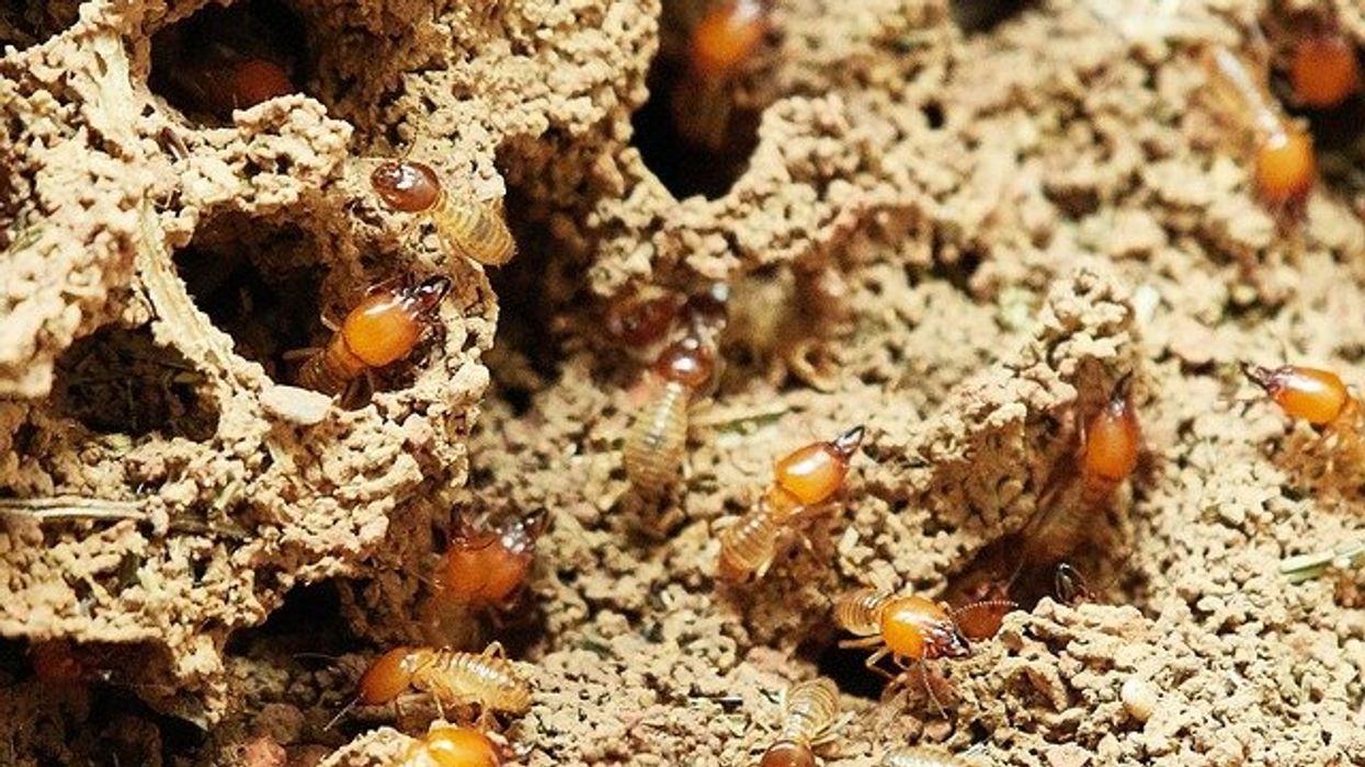 California's termite fight adds to greenhouse woes