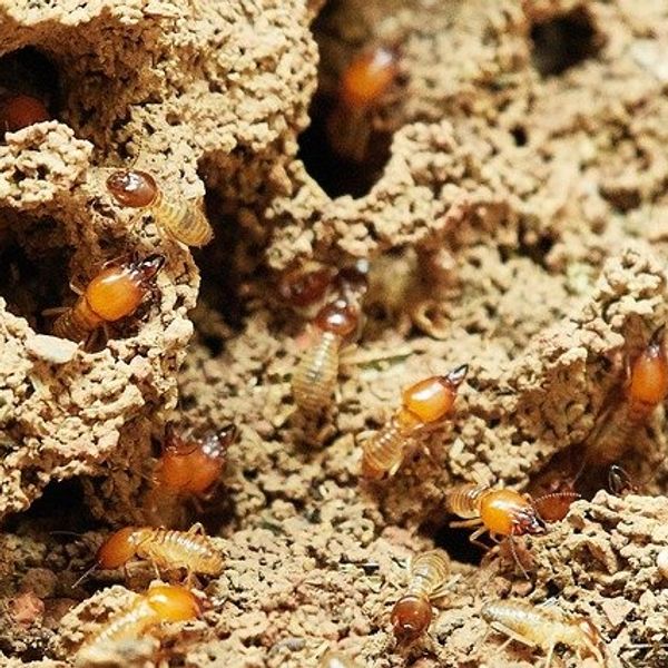 California's termite fight adds to greenhouse woes