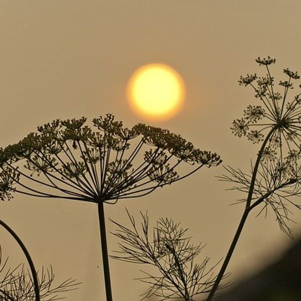 Wildfires and the invasive species fueling them across the US