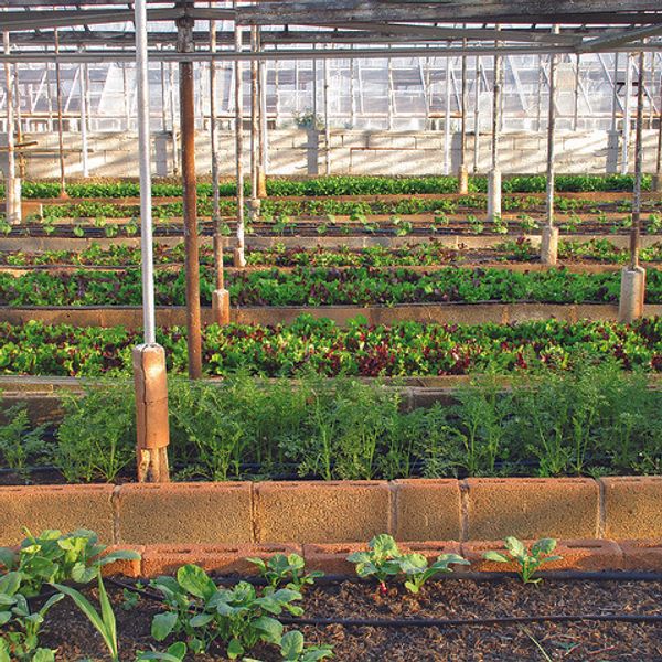 Urban farming's climate impact may be overstated, says study