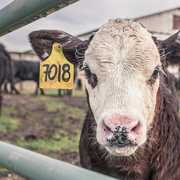 EU's farming funding heavily favors animal agriculture, study finds