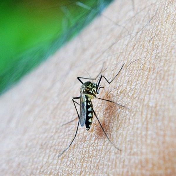 Opinion: A vacation surprise - when a mosquito bite leads to dengue fever
