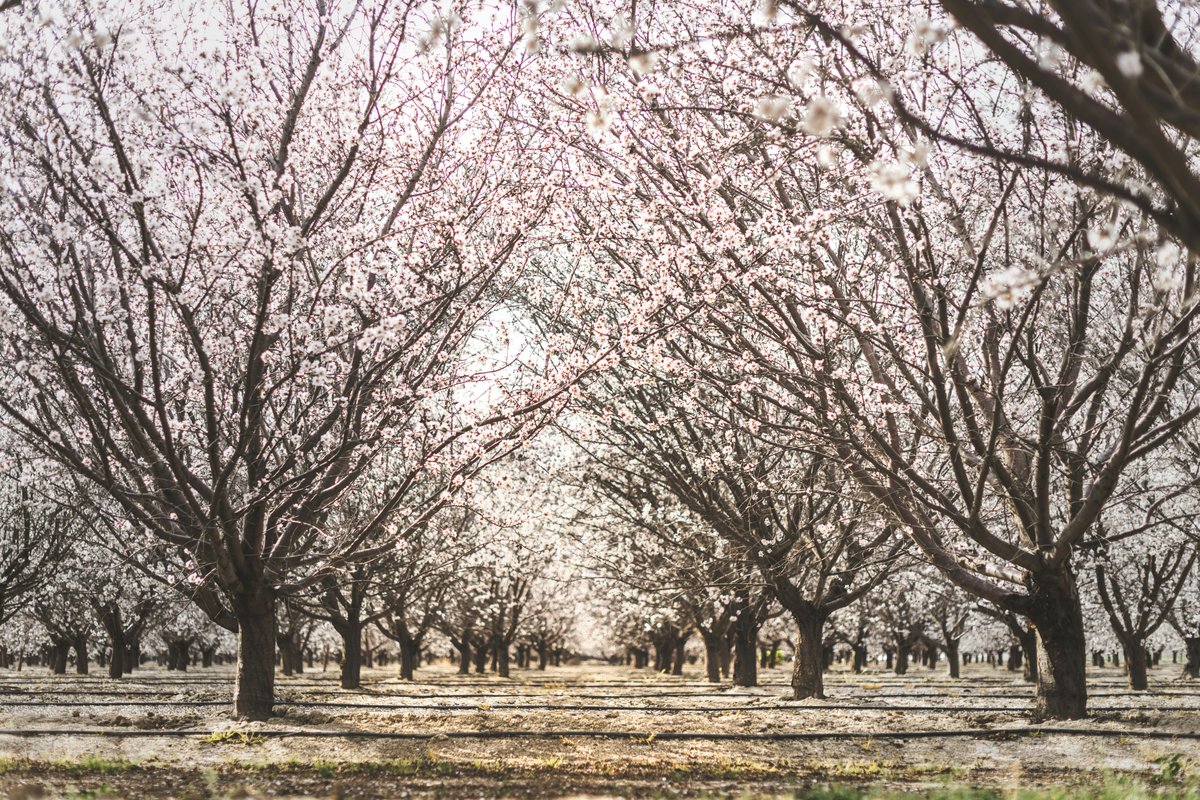 Transforming almond waste: California's quest for sustainability