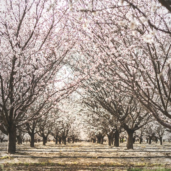 Transforming almond waste: California's quest for sustainability