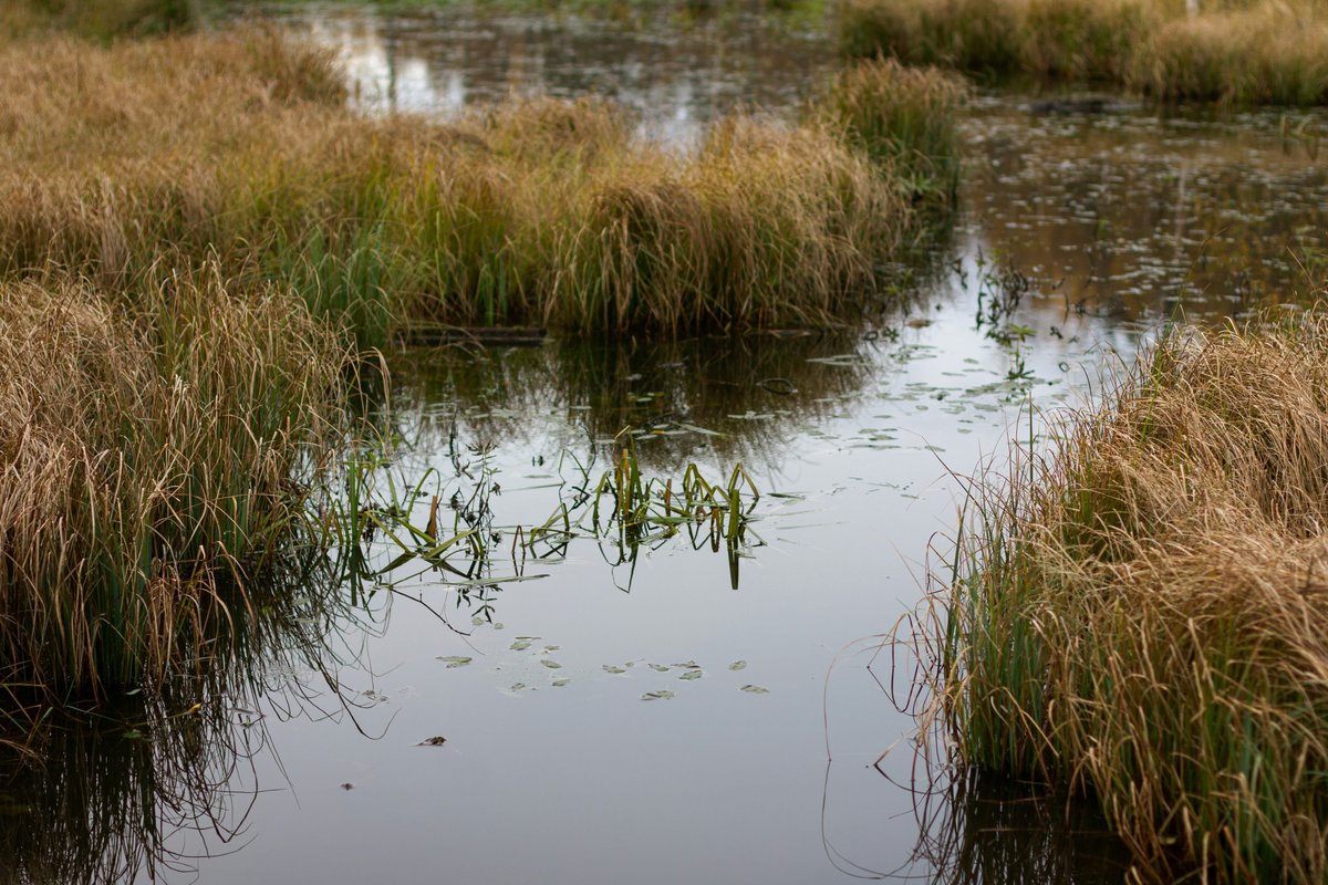 Turning mud into marshland in San Francisco Bay