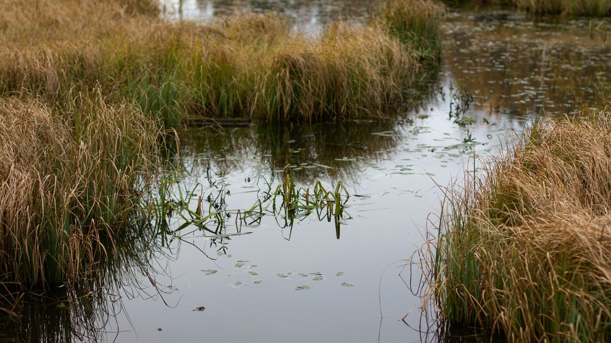 Turning mud into marshland in San Francisco Bay