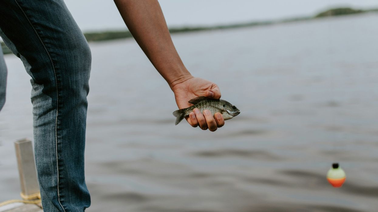 Virginia's aquatic life faces changes due to warming waters