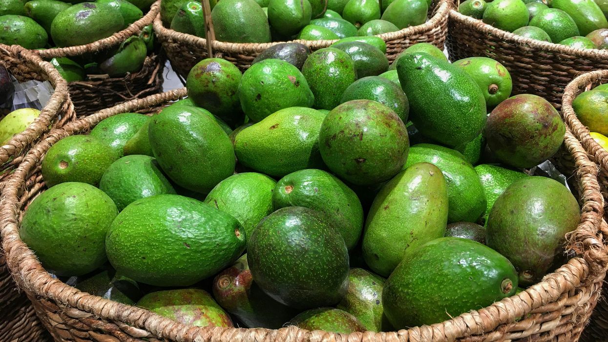 Mexican farmers protest against water-intensive avocado farming