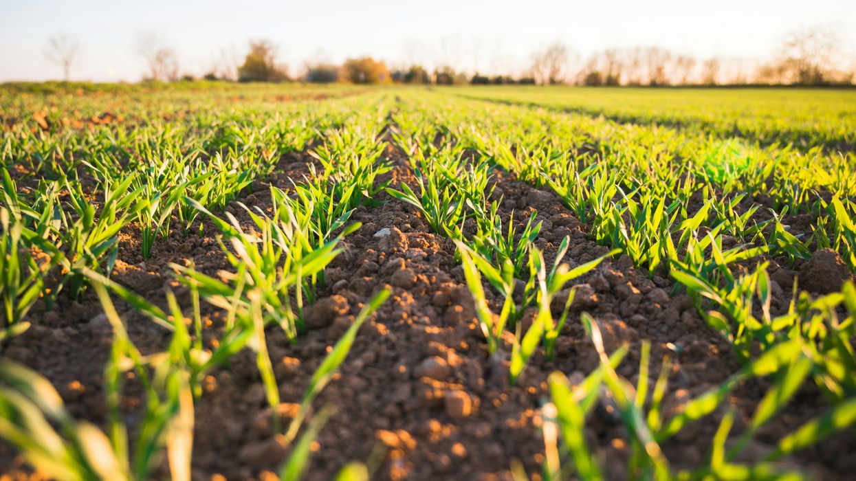 Renowned soil ecologist Diana Wall passes away, leaving a lasting impact at CSU
