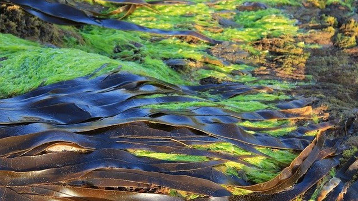 Seaweed explored as a potential source for green-energy minerals