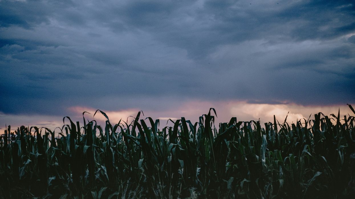 Maya immigrants embrace ancient farming techniques in Nebraska