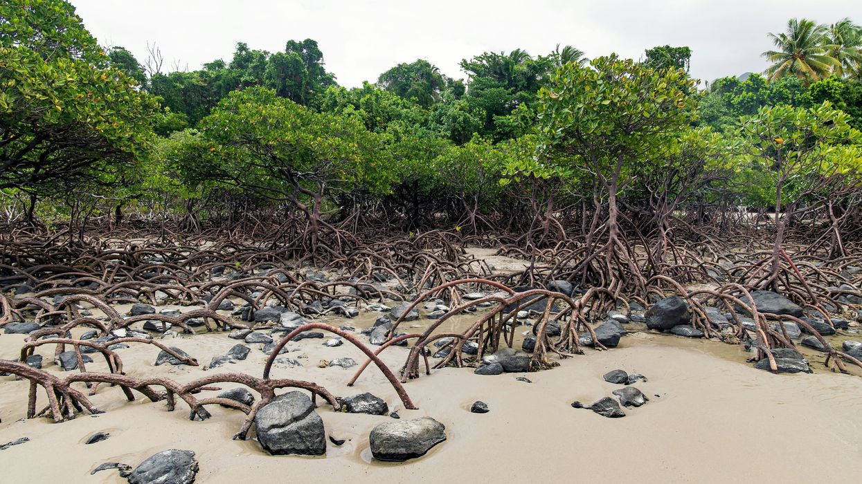 Mangroves are changing the landscape of the Texas coast