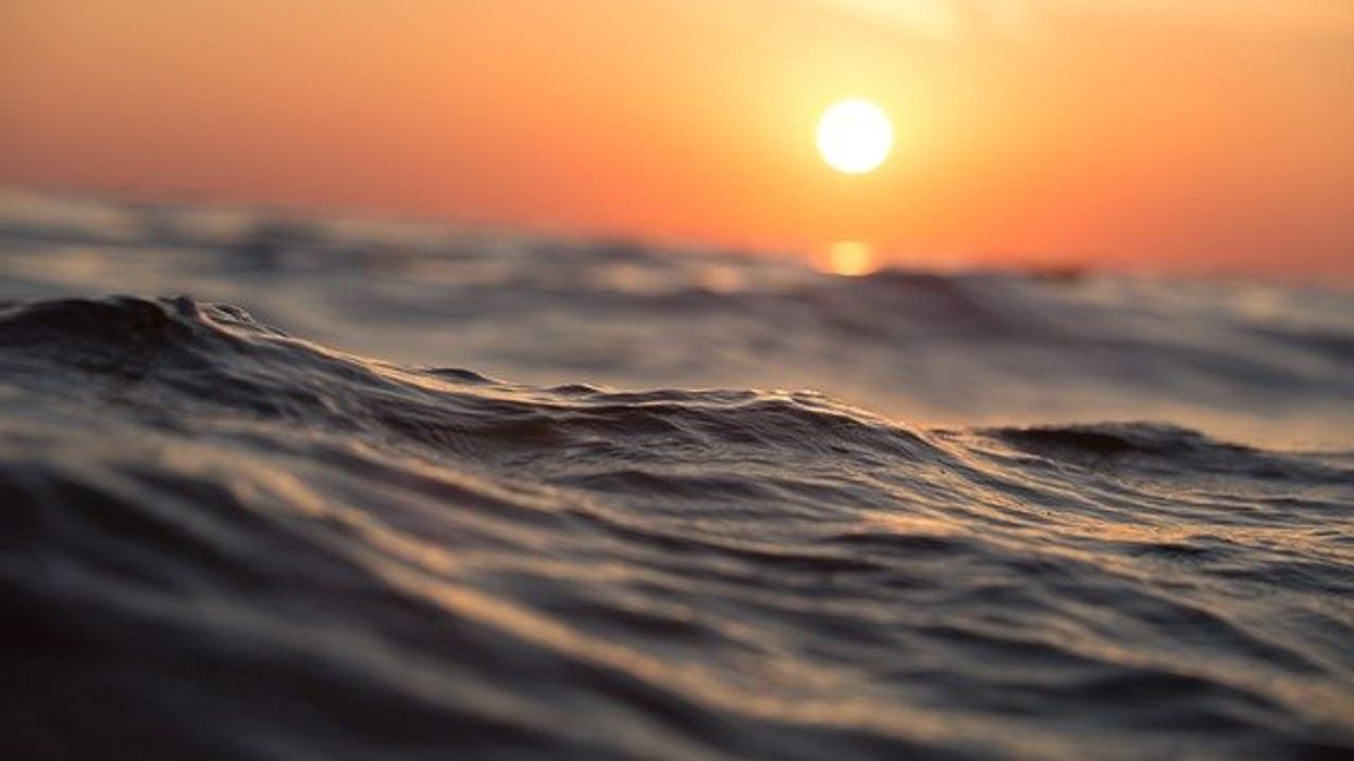 Ocean temperatures hit record levels, impacting marine life