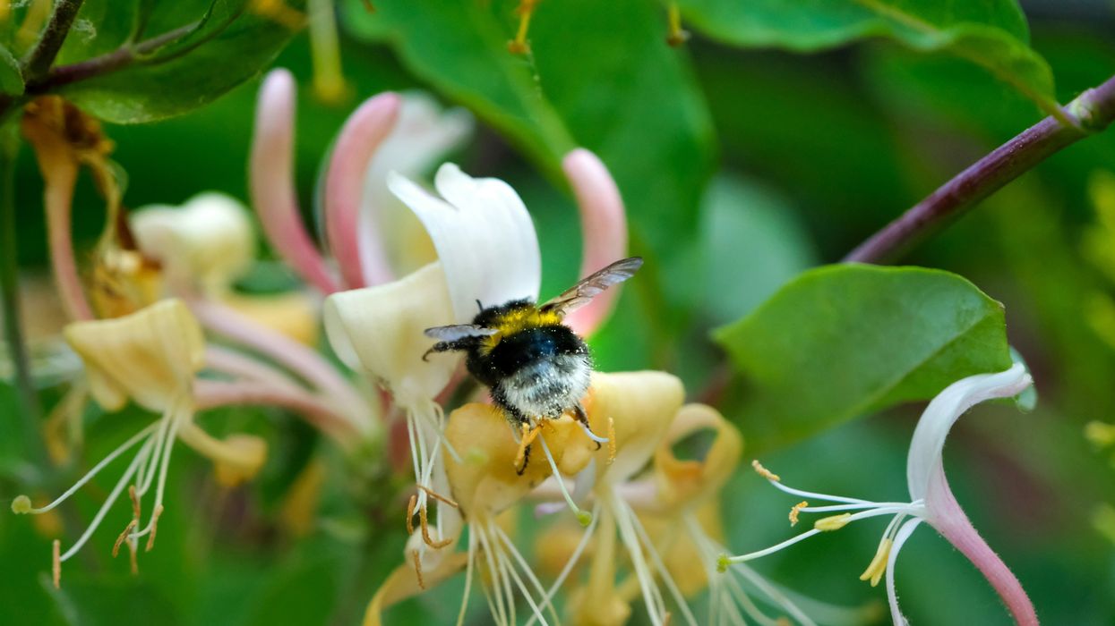 EU nations push to preserve biodiversity laws
