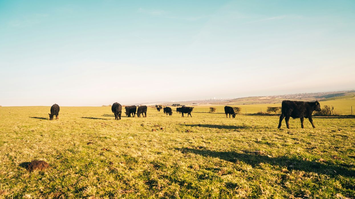 Federal grazing lands struggle to meet health standards