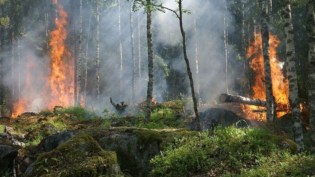 Wildfires affect soil and release more carbon and toxics, study finds