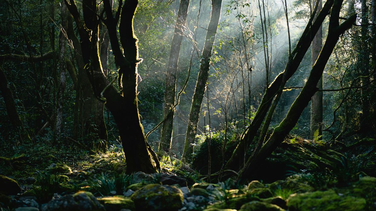 Wildfire impact on ancient rainforests examined