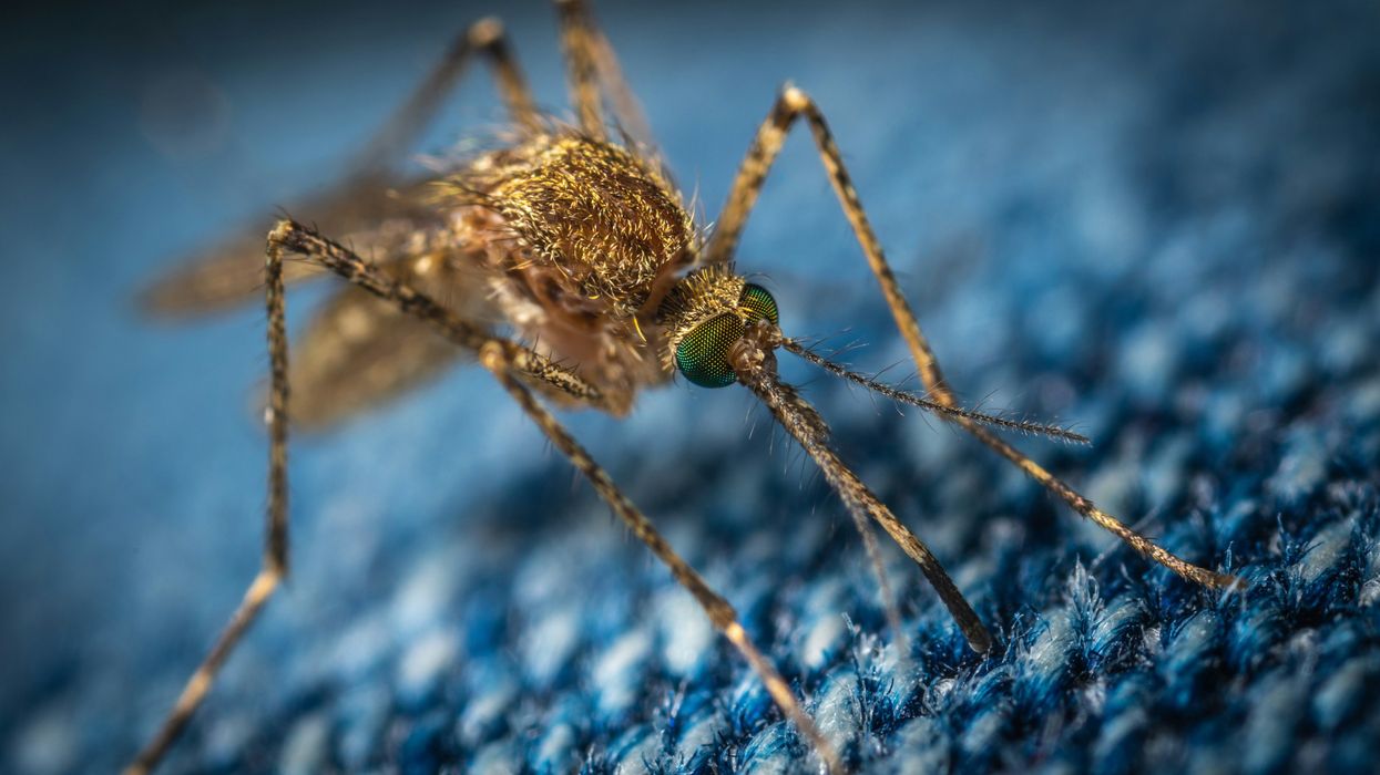 Heavy rains spur mosquito surge in Houston with climate change worsening the issue