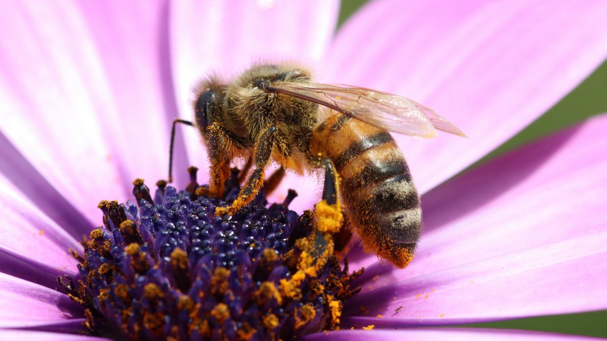 Vermont governor vetoes bill restricting neonicotinoid pesticide use