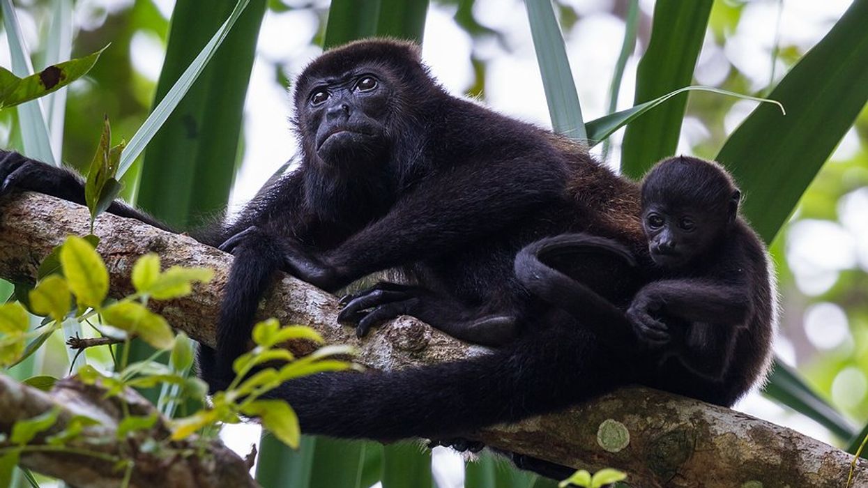 Extreme heat in Mexico leading to howler monkey deaths